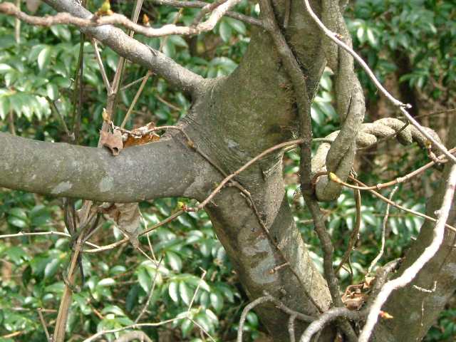 ヤマボウシ樹皮