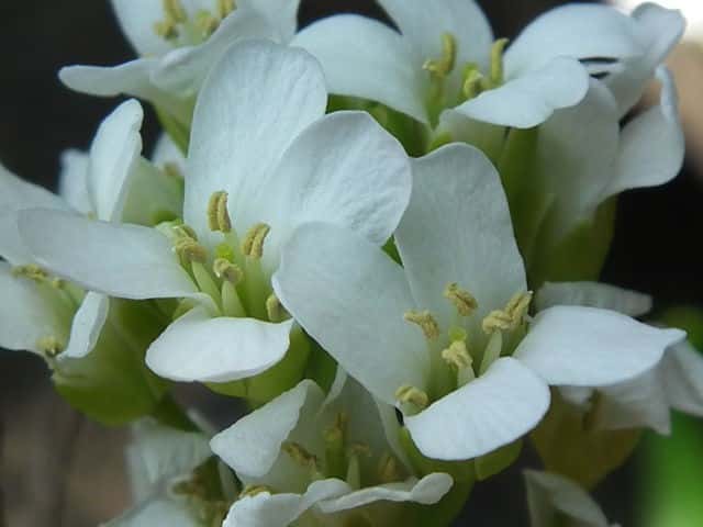 ハマハタザオ花