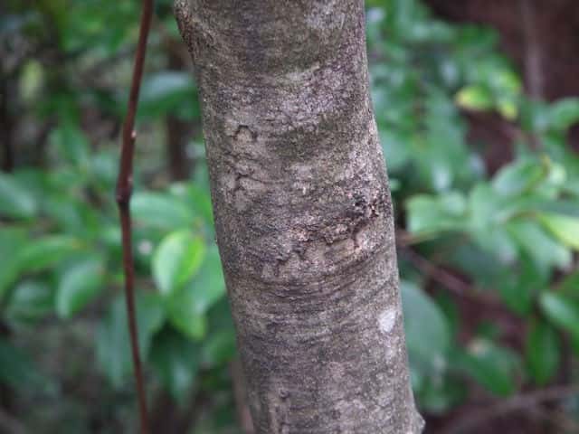 マルバアオダモ樹皮