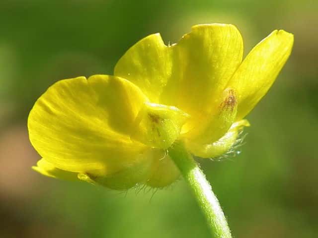 ウマノアシガタ花