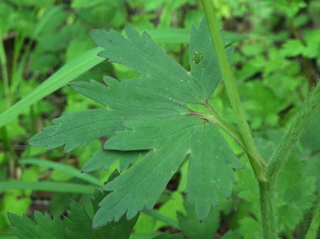ウマノアシガタ茎葉