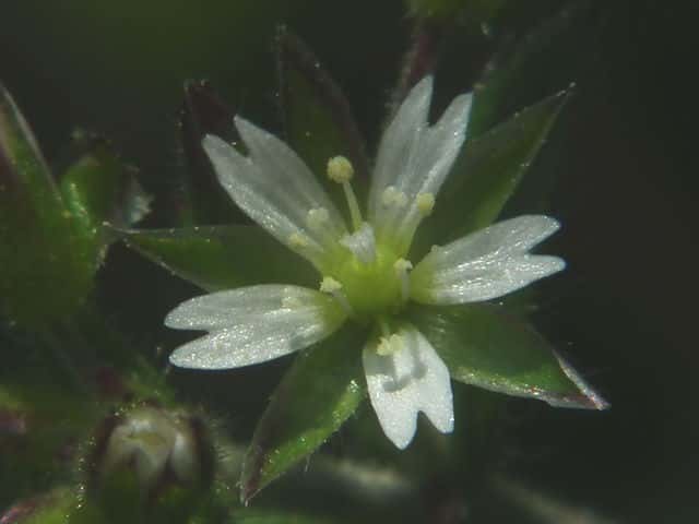 ミミナグサ花
