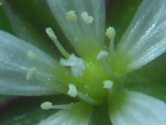 ミミナグサ花