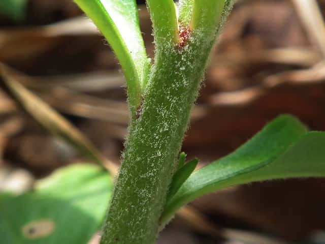 オカトラノオ茎