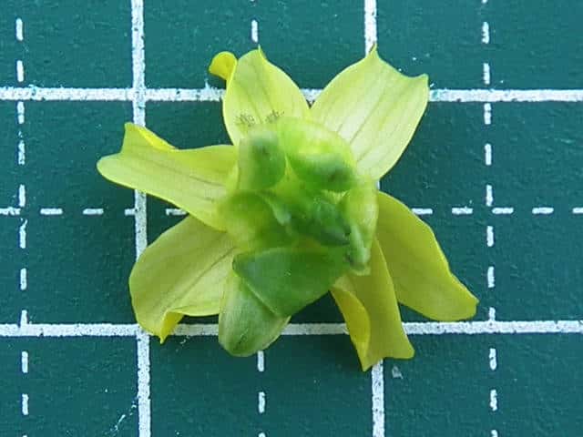 キツネノボタン花
