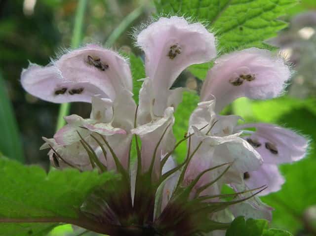 オドリコソウ花