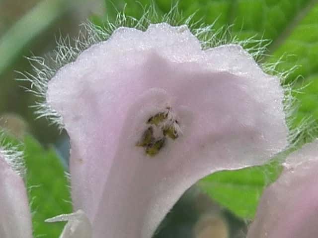 オドリコソウ花