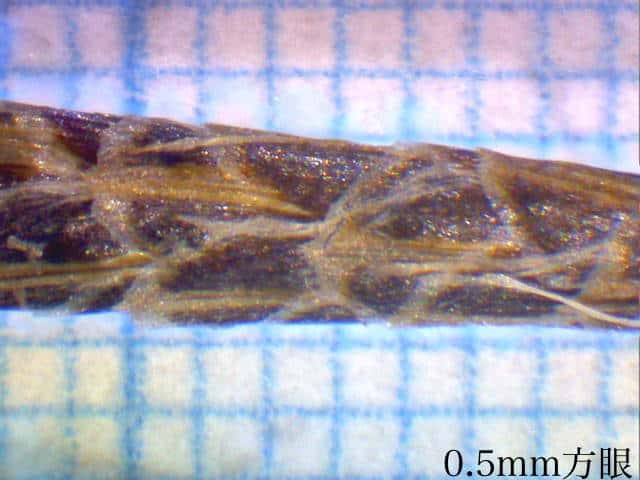 ニシノホンモンジスゲ雄鱗片