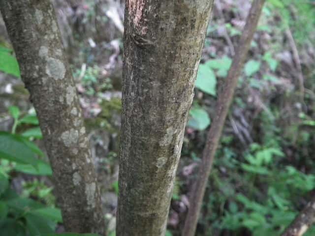 キブシ樹皮