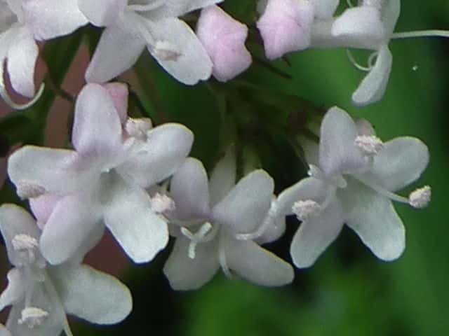 カノコソウ花