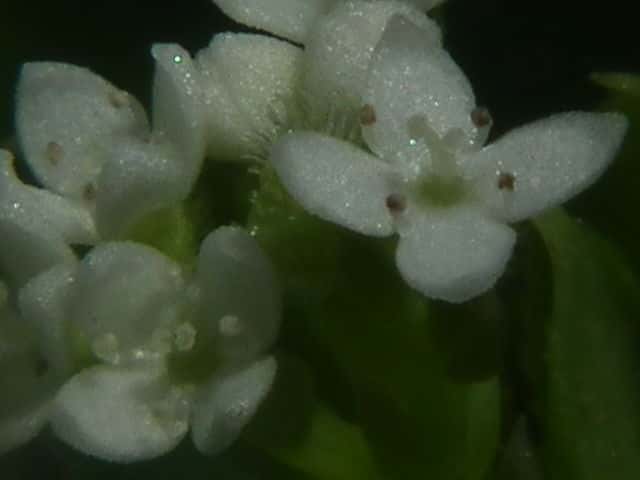 オククルマムグラ花
