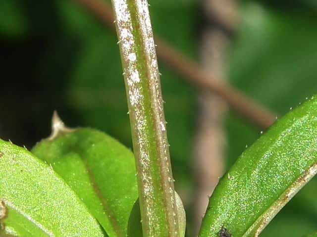 オククルマムグラ茎