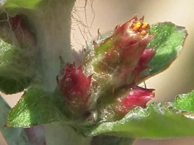 ウスベニチチコグサ花