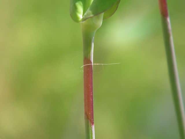 ムシトリナデシコ茎