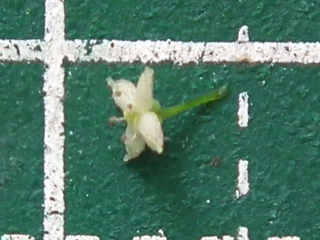 ヤマムグラ花