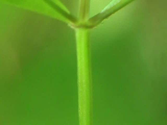 ヤマムグラ茎