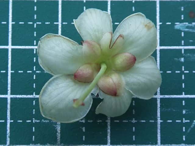 ウラジロマタタビ花