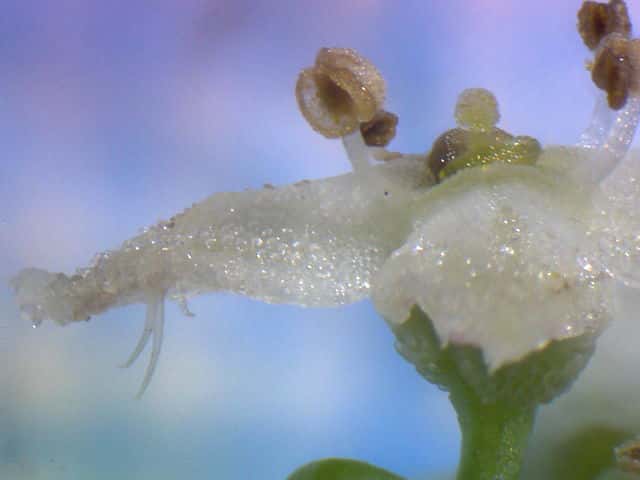 ヤマムグラ花
