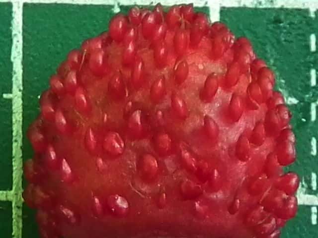 ヤブヘビイチゴ果実