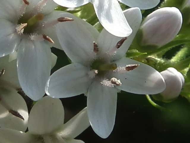 オカトラノオ花