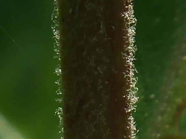 オカトラノオ茎
