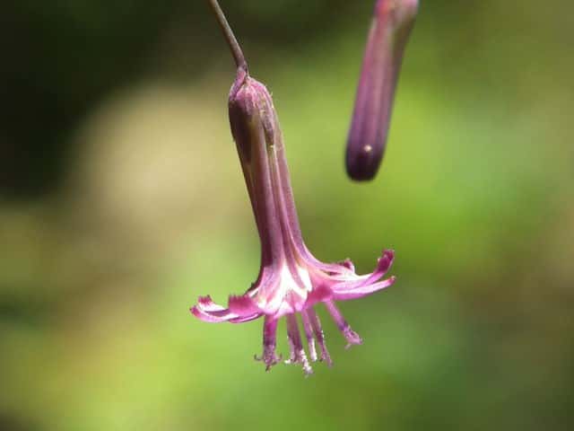 ムラサキニガナ花