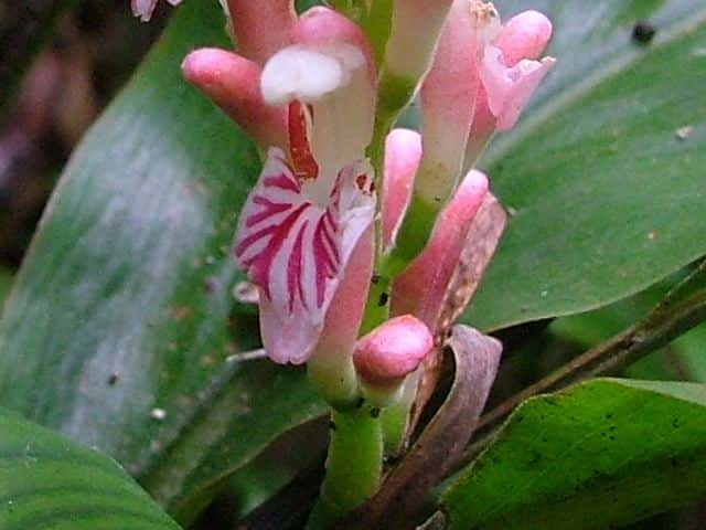 ハナミョウガ花