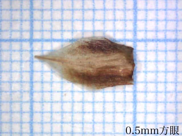 シオクグ雌鱗片