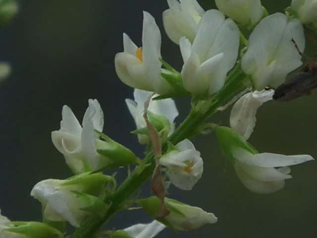 シロバナシナガワハギ花