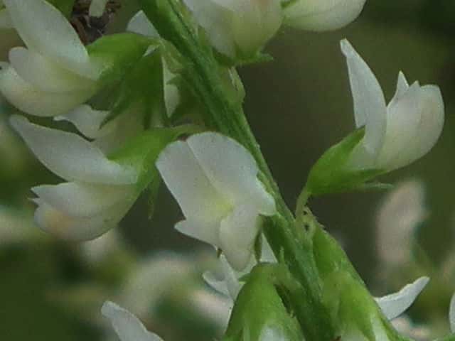 シロバナシナガワハギ花