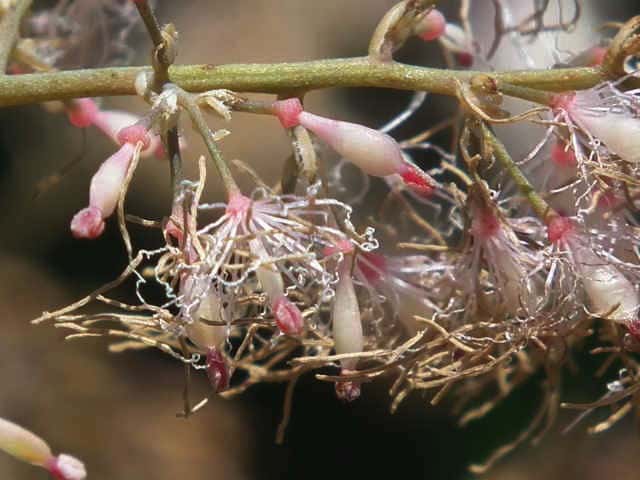 タケニグサ花