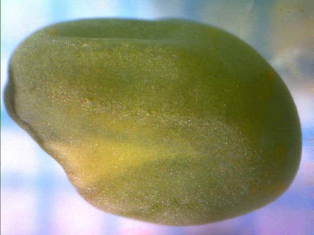 シロバナシナガワハギ種子