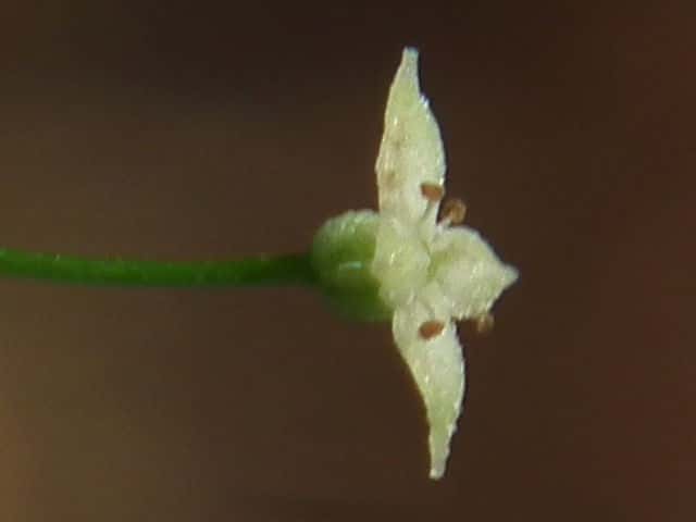 ケナシヤマムグラ花