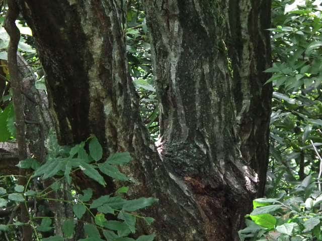 コナラ樹皮
