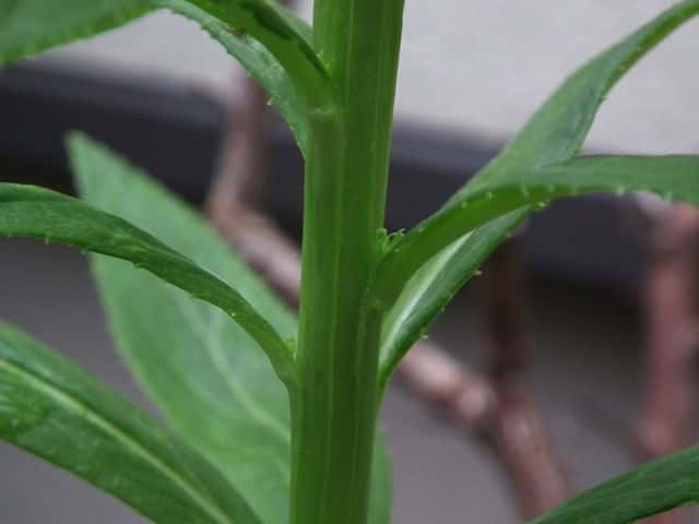 ベニバナサワギキョウ茎