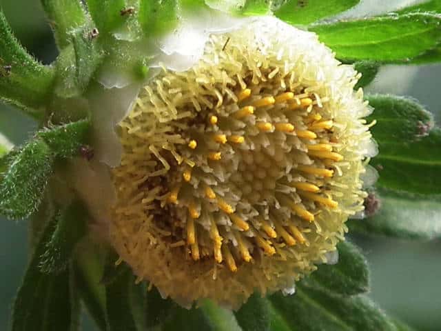コヤブタバコ花