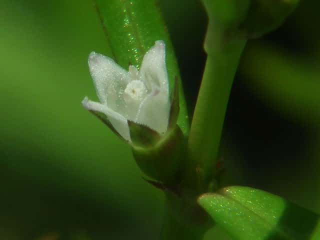 フタバムグラ花