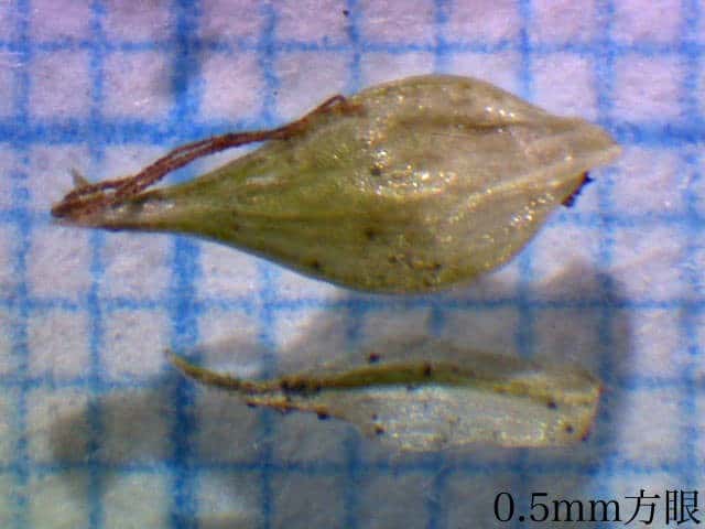 シラスゲ果胞雌鱗片