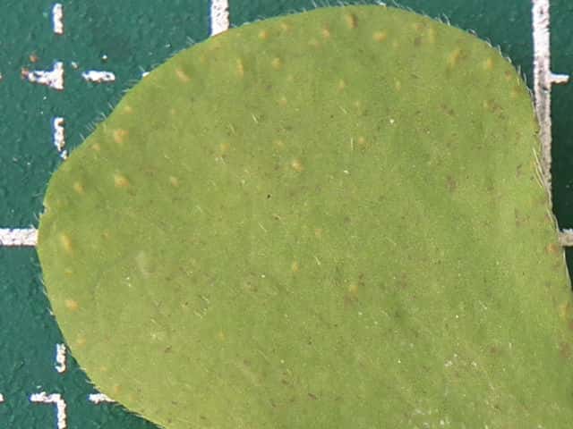シロバナイモカタバミ葉