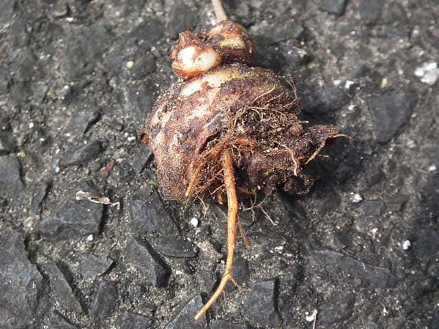 シロバナイモカタバミ塊茎