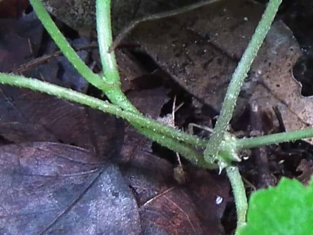 オオバチドメ茎