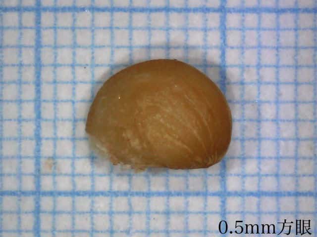 ヤマブキ胚乳