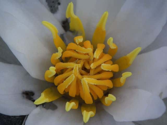ヒツジグサ花