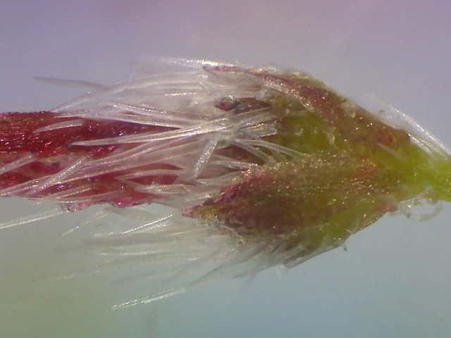 エノキグサ花