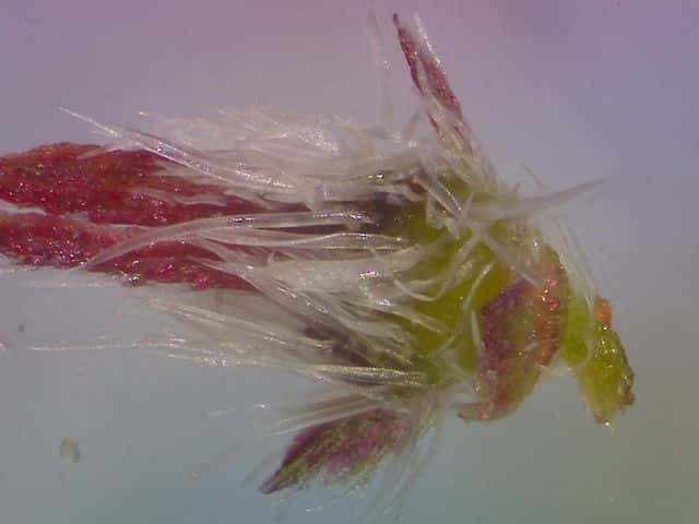 エノキグサ花