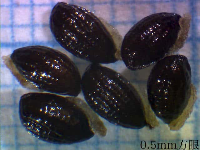 タケニグサ種子