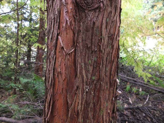 メタセコイア樹皮