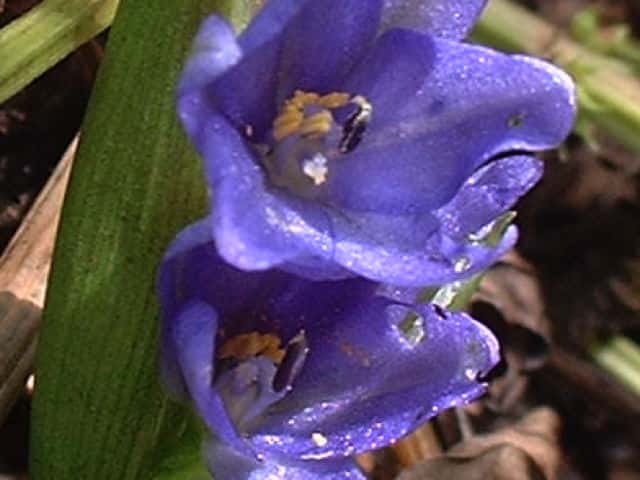 コナギ花