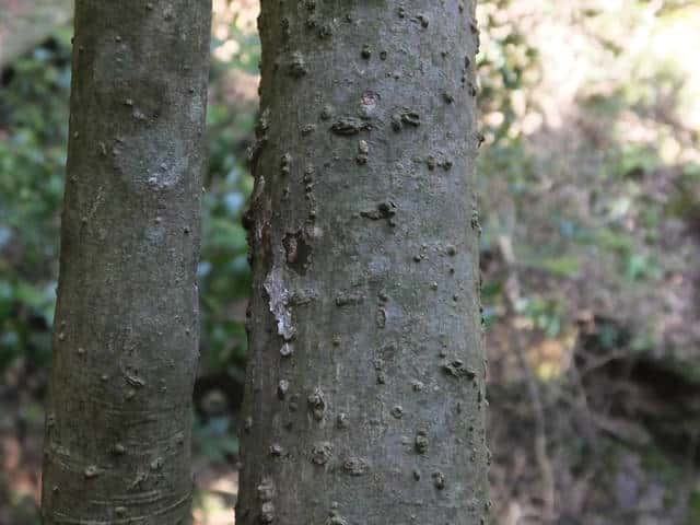 ナンゴクアオキ樹皮