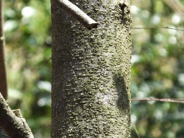ヒメヤシャブシ樹皮